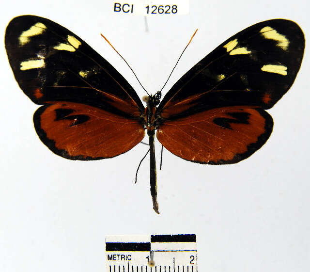 Image de Mechanitis polymnia isthmia Bates 1863