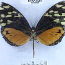 Image of Tithorea harmonia irene Drury 1782