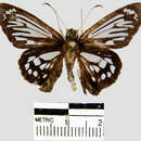 Image of <i>Phanus marshalli</i>