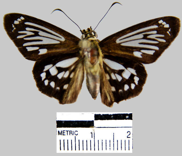 Image of <i>Phanus marshalli</i>