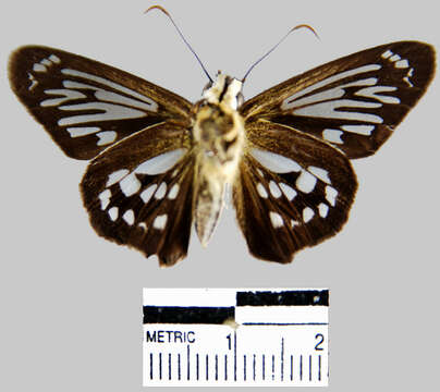 Image of <i>Phanus marshalli</i>