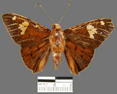 Imagem de Dyscophellus phraxanor Hewitson 1876