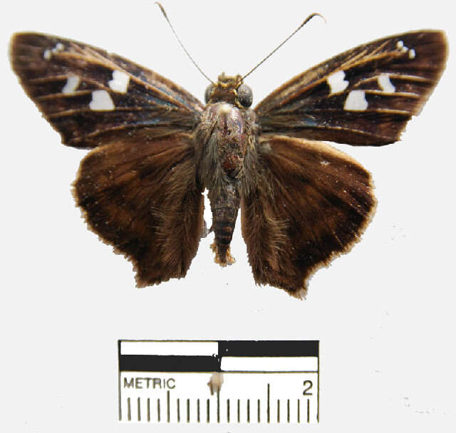 Image of <i>Polygonus savigny</i>