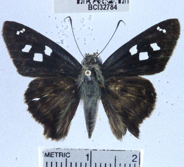 Image of <i>Polygonus savigny</i>