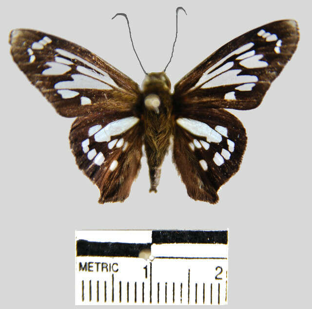 Plancia ëd <i>Phanus albiapicalis</i>