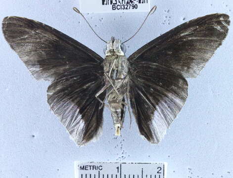 Image of <i>Astraptes alardus latia</i>