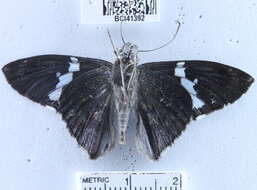 Image of <i>Astraptes janeira</i>