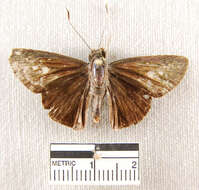 Image of Cynea cynea Hewitson 1876