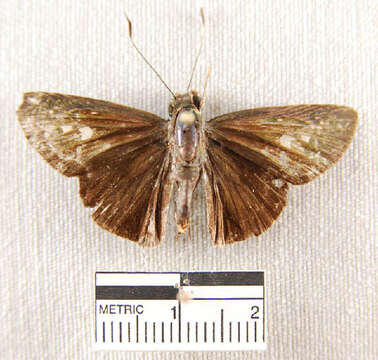 Image of Cynea cynea Hewitson 1876