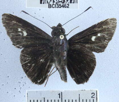 Image of Cynea cynea Hewitson 1876