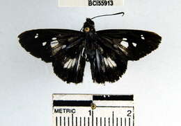 Image of Vettius phyllus Cramer 1777