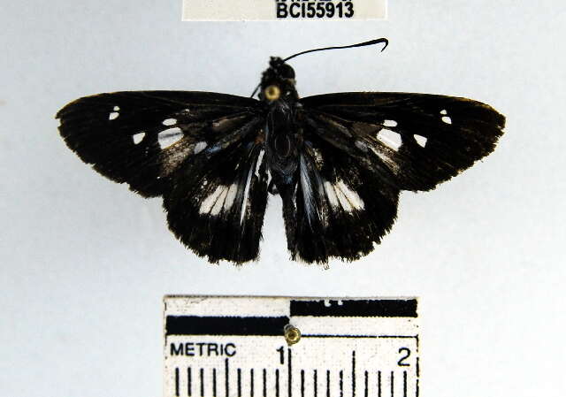 Image of Vettius phyllus Cramer 1777