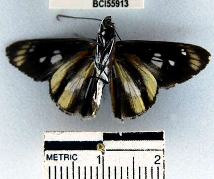 Image of Vettius phyllus Cramer 1777