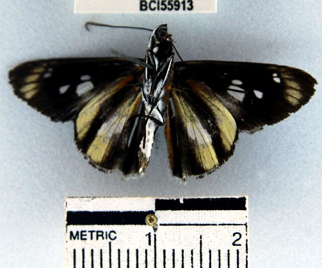 Image of Vettius phyllus Cramer 1777
