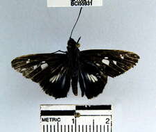 Image of Vettius phyllus Cramer 1777