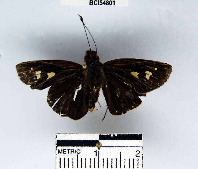 Image de Vertica verticalis coatepeca Schaus 1902