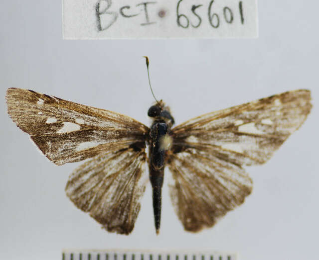 Image of Purple-washed Skipper