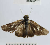 Image of Purple-washed Skipper