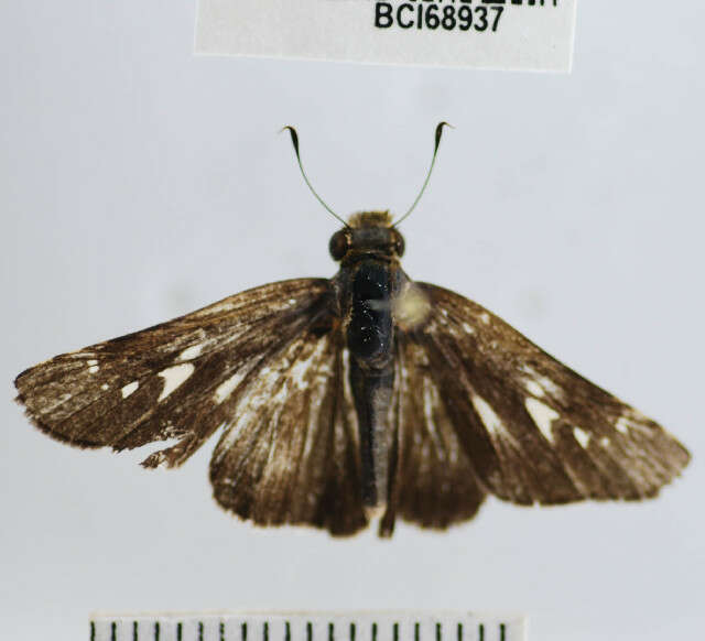 Image of Purple-washed Skipper