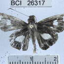 Image of <i>Cobalus calvinia</i>