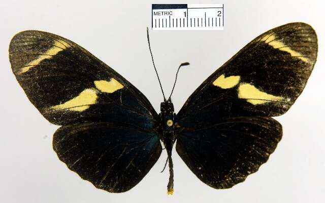 Image of Heliconius sara fulgidus Stichel 1906