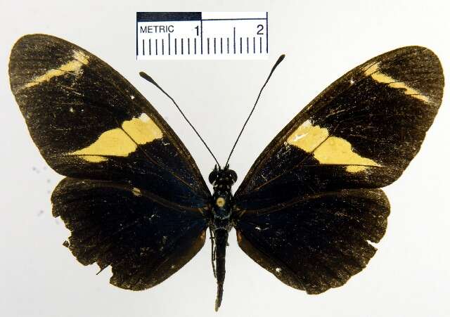 Heliconius sara fulgidus Stichel 1906的圖片