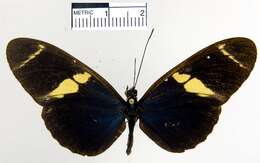 Heliconius sara fulgidus Stichel 1906的圖片