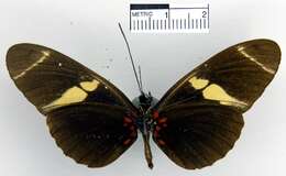 Image of Heliconius sara fulgidus Stichel 1906