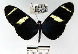 Heliconius sara fulgidus Stichel 1906的圖片