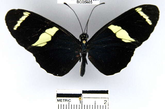 Heliconius sara fulgidus Stichel 1906的圖片