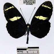 Heliconius sara fulgidus Stichel 1906的圖片