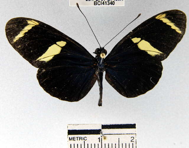 Heliconius sara fulgidus Stichel 1906的圖片