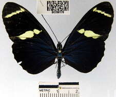 Heliconius sara fulgidus Stichel 1906的圖片