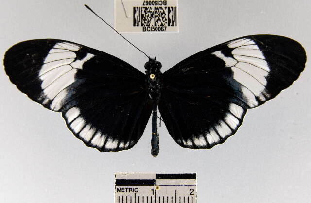 Image of Heliconius cydno chioneus Bates 1864