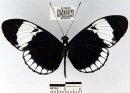 Image of Heliconius cydno chioneus Bates 1864