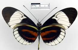 Image of Heliconius cydno chioneus Bates 1864