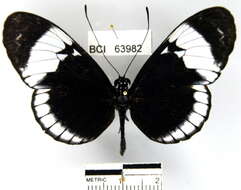 Image of Heliconius cydno chioneus Bates 1864