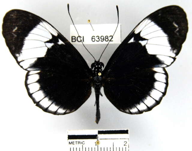 Image of Heliconius cydno chioneus Bates 1864