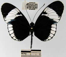 Image of Heliconius cydno chioneus Bates 1864