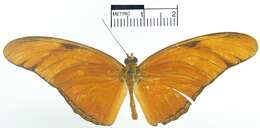 Image of Dryas