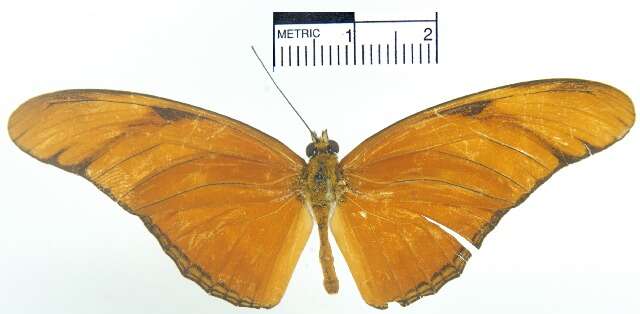 Image of Dryas