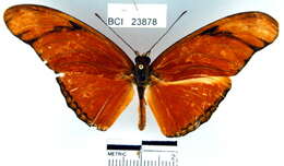 Image of Dryas