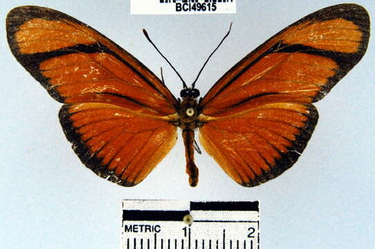 Image de <i>Eueides aliphera</i>