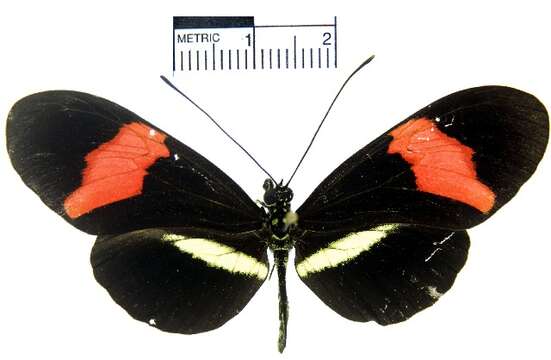 Image of <i>Heliconius erato petiverana</i>