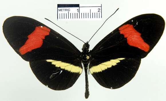 Image of <i>Heliconius erato petiverana</i>