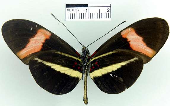 Image of <i>Heliconius erato petiverana</i>