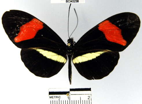 Image of <i>Heliconius erato petiverana</i>