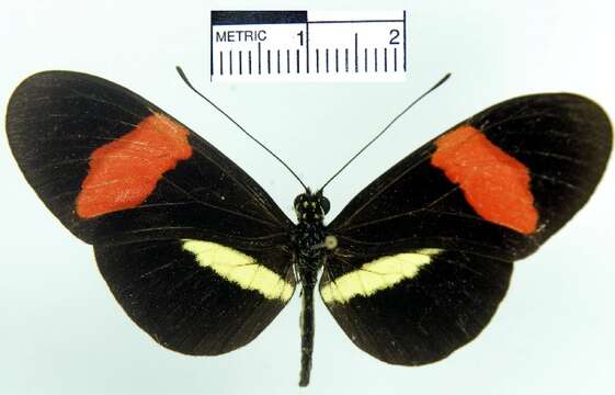 Image of <i>Heliconius erato petiverana</i>