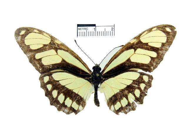 Image of dido longwing