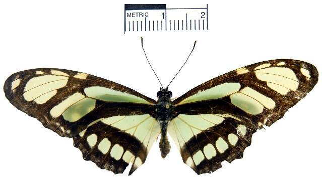 Image of dido longwing